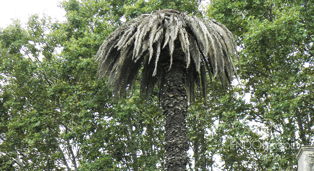 Fig. j - A specimen of Phoenix canariensis killed by red stripe weevil.