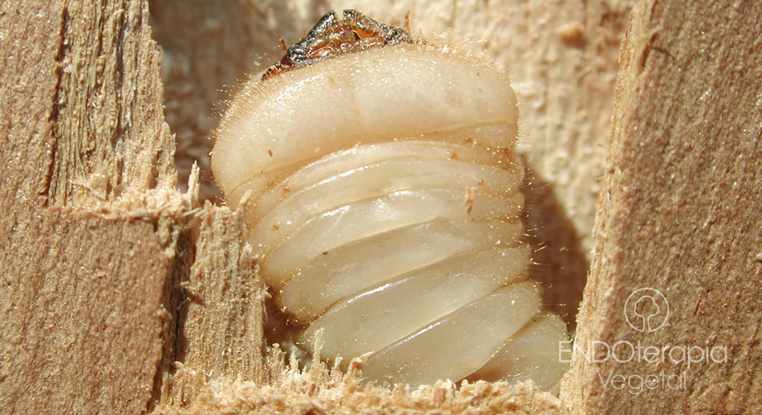 Fig. b – Detail of a Phoracantha larva.