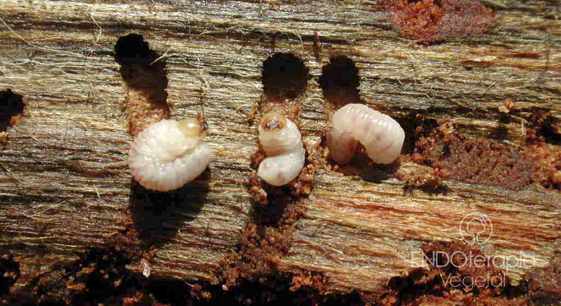 Fig. a - Larvaes perforant le cambium sous-cortical d’un exemplaire de pin.
