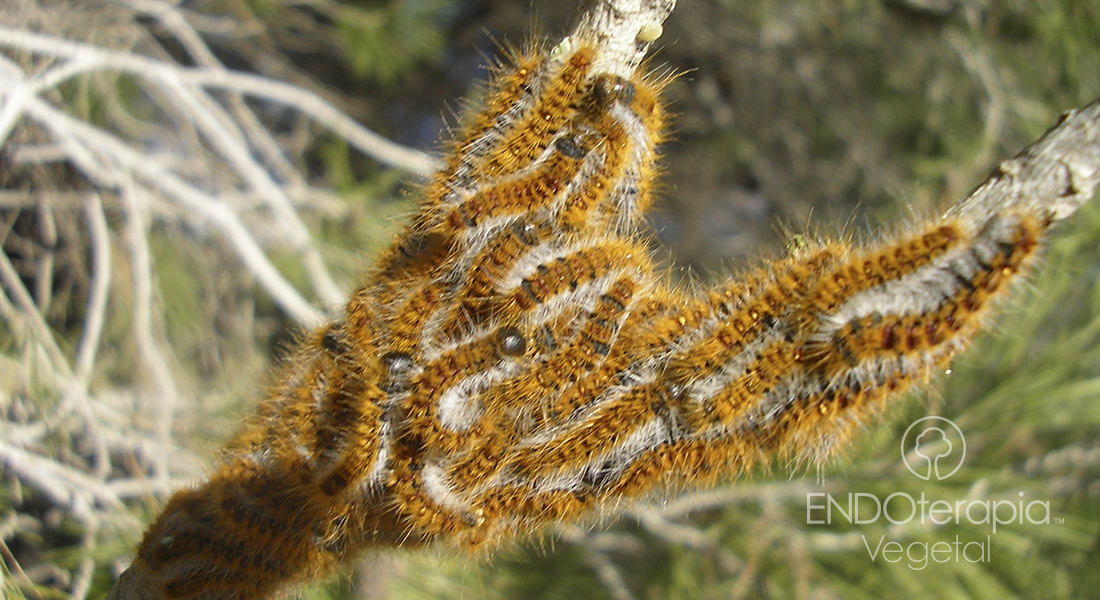 Fig. d – Pine branch completely defoliated by the action of the caterpillars.