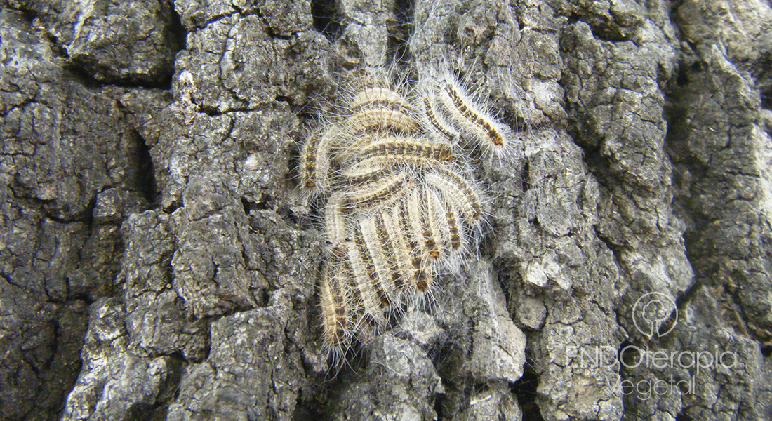 Fig. b – Caterpillars of Thaumetopoea processionea.