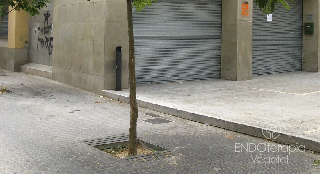 Fig. c – Taca al paviment urbà a causa de l’excreció de melassa de la psila.