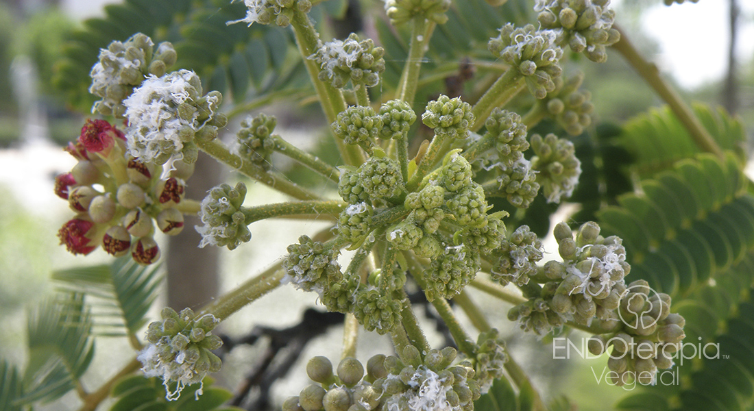 Fig. d – Soie cotonneuse en flore d’Albizia.