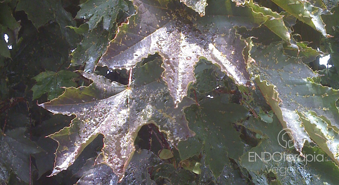 Fig. b - Leaves of a specimen of Acer platanoides sticky due to honeydew excreted by aphids.