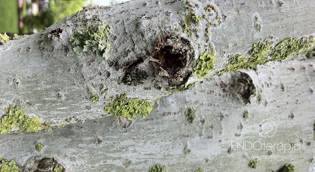 Fig. c – Damage caused by Paranthrene tabaniformis caterpillar in a poplar specimen.