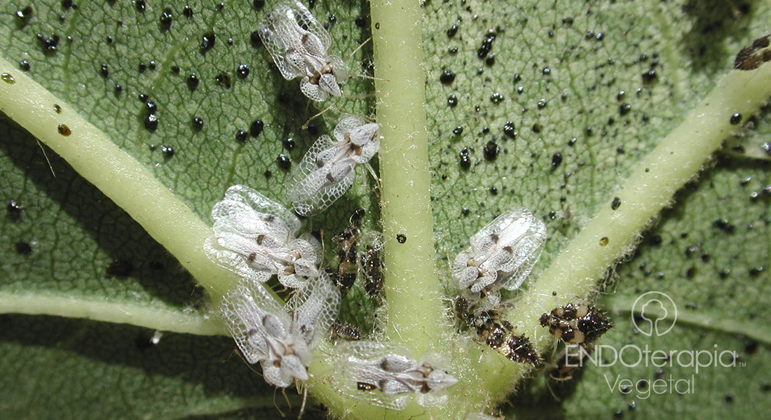 Fig. b - Adultos y ninfas de Corythucha ciliata.