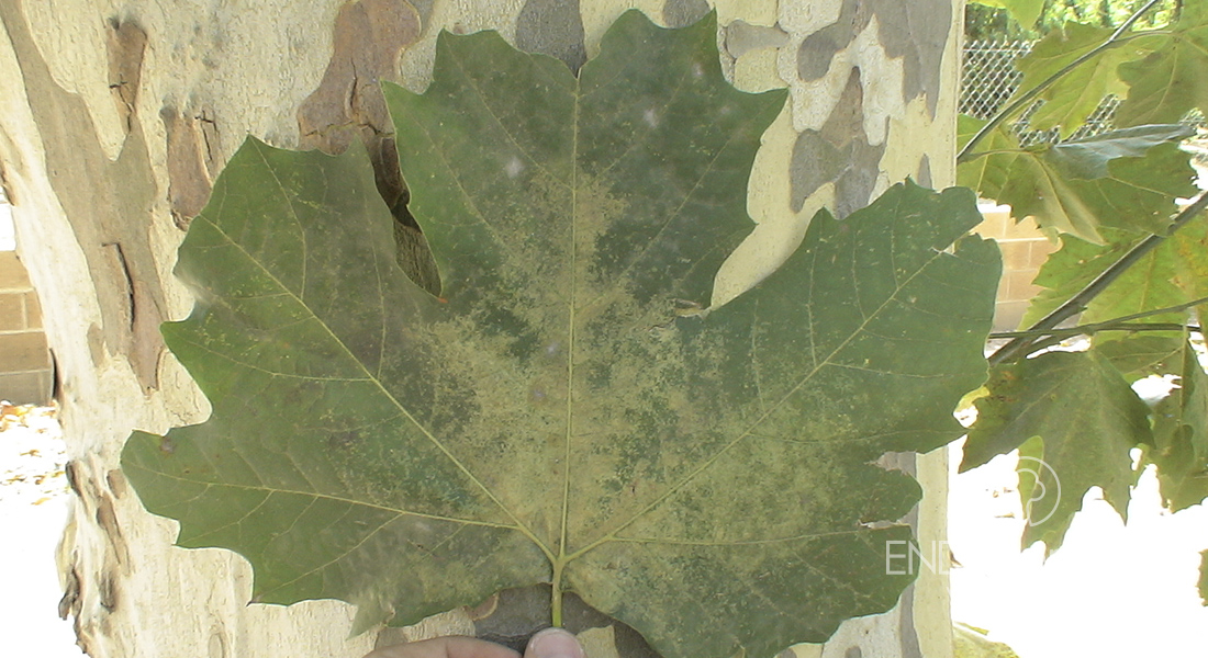 Fig. c - Damage caused by sycamore lace bug to a leaf of Platanus sp.