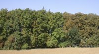 Fig. e - Result obtained with plant endotherapy treatment (ENDOterapia Vegetal®) in horse-chestnut trees. The horse-chestnut trees from the middle of the image to the left were treated, they are green and healthy; those from the middle of the image to the right were left as evidence, they suffered a severe attack by Cameraria, leaving them with completely discoloured leaves.