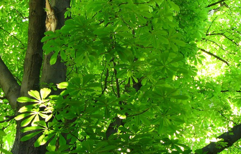 Las huellas del escarabajo avispa dejadas en la corteza de una morera