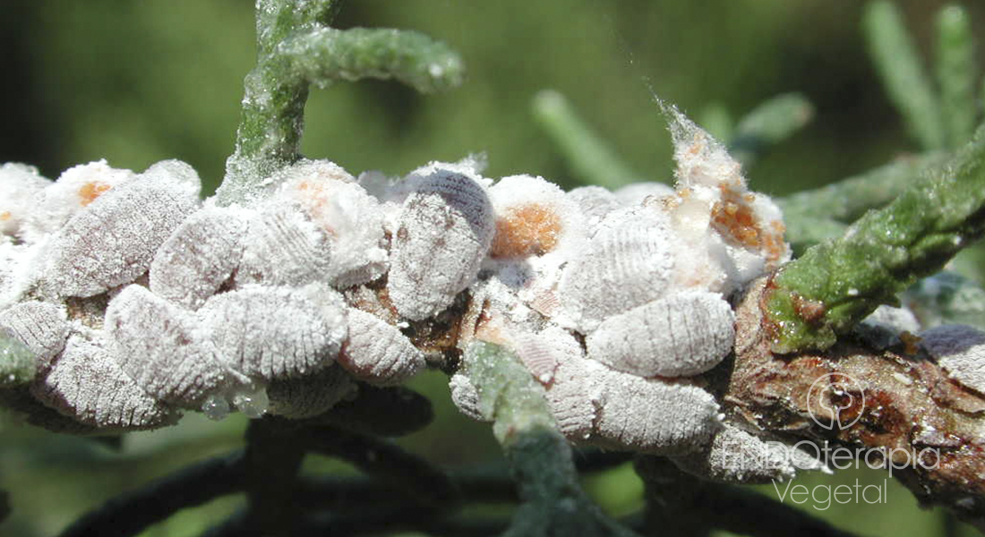 Fig. g - Cotonet (Planococcus citri).