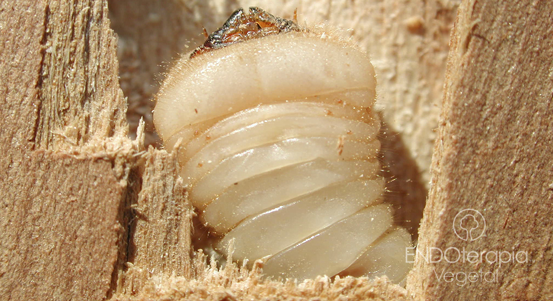 Fig. b – Detalle de una larva de Phoracantha.