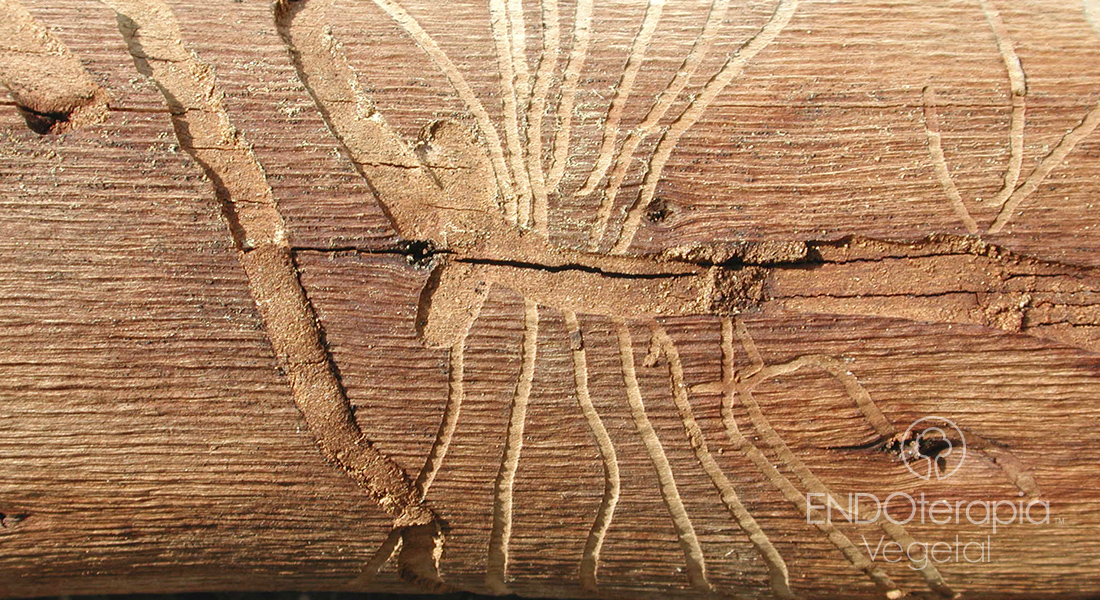 Fig. c – Galerías realizadas por larvas de Phoracantha en ejemplar de eucalipto.