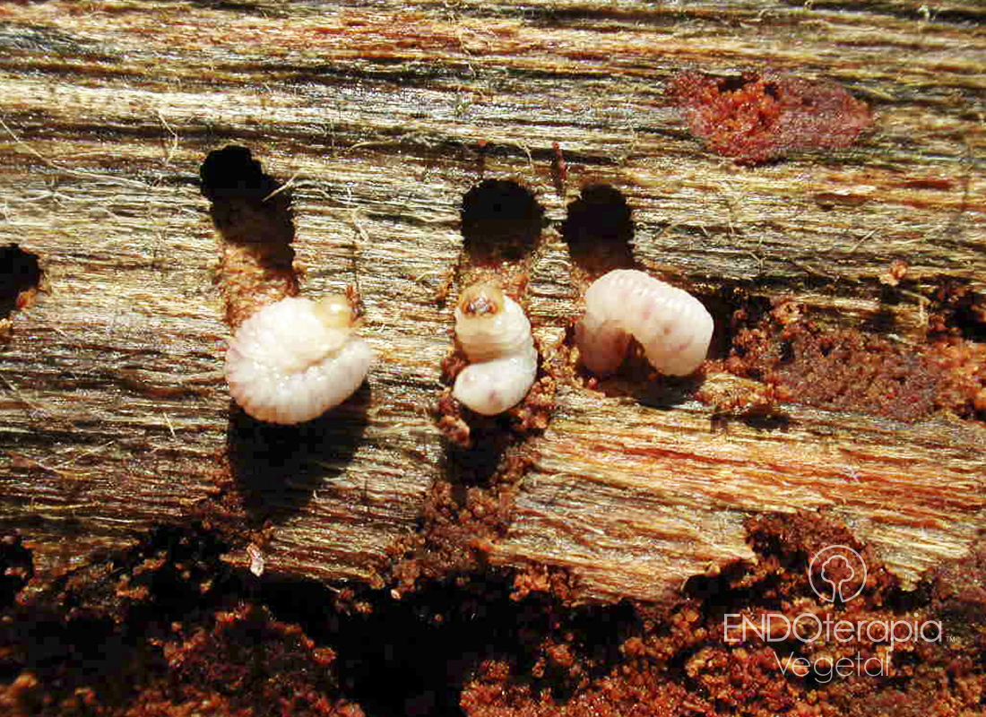 Fig. a - Larvaes perforant le cambium sous-cortical d’un exemplaire de pin.