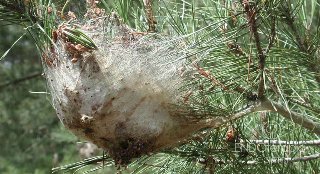 Fig. c – Detalle de un bolsón- nido activo, bien desarrollado en un Pinus.