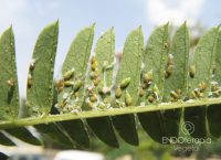 Fig. a – Diferentes estadios de ninfas en hoja de Albizia.