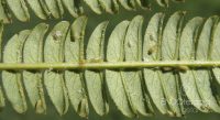 Fig. b – Albizia leaf with adults and eggs.