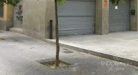 Fig. c – Stain on urban pavement caused by the excretion of honeydew of the psylla.