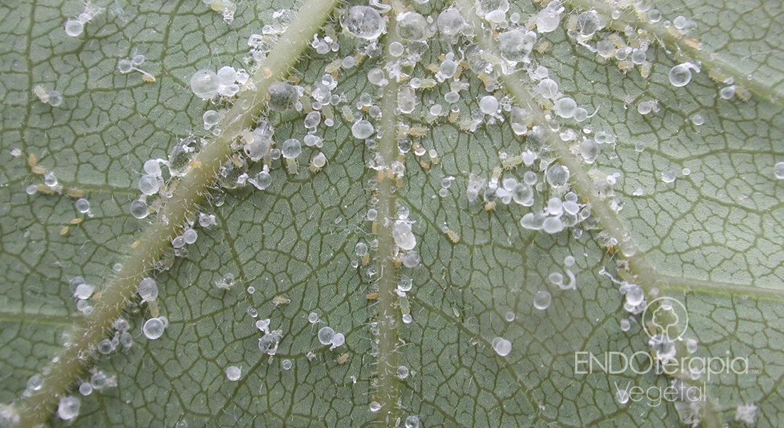 Fig. a - Ataque de Cacopsylla.