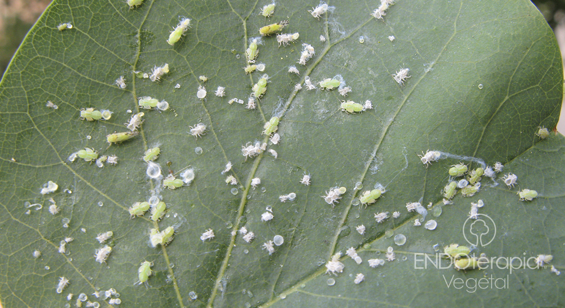 Fig. b - Ataque de Cacopsylla en un Cercis siliquastrum.