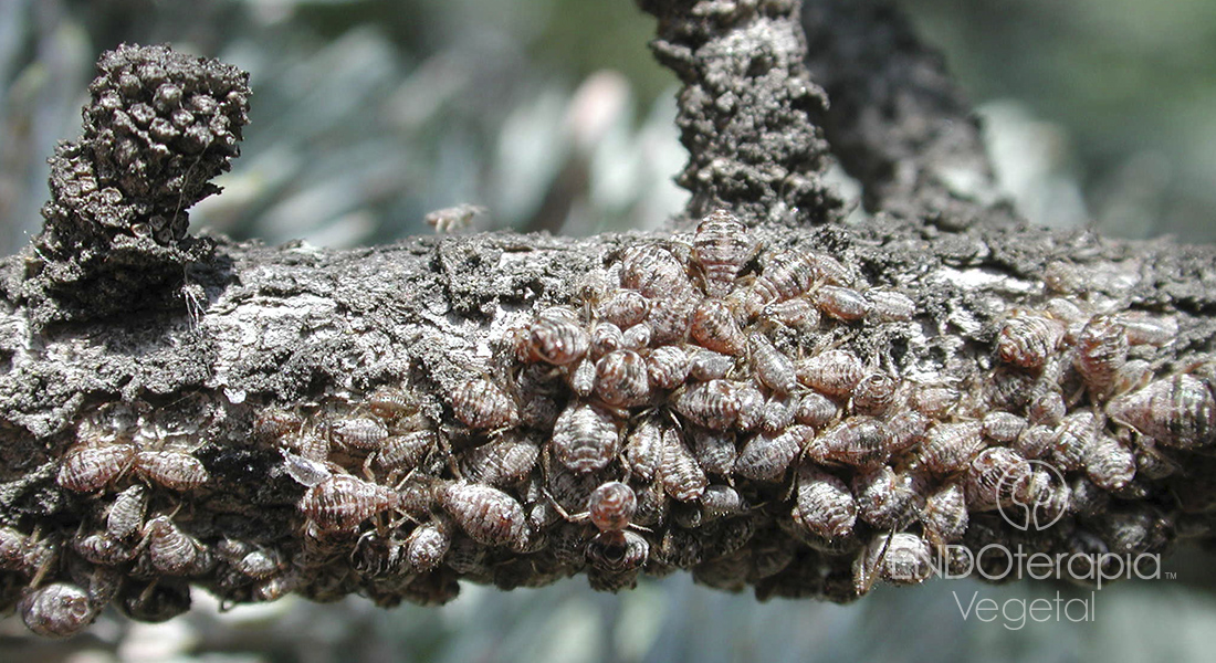 Fig. c - Atac de Cinara cupressi.