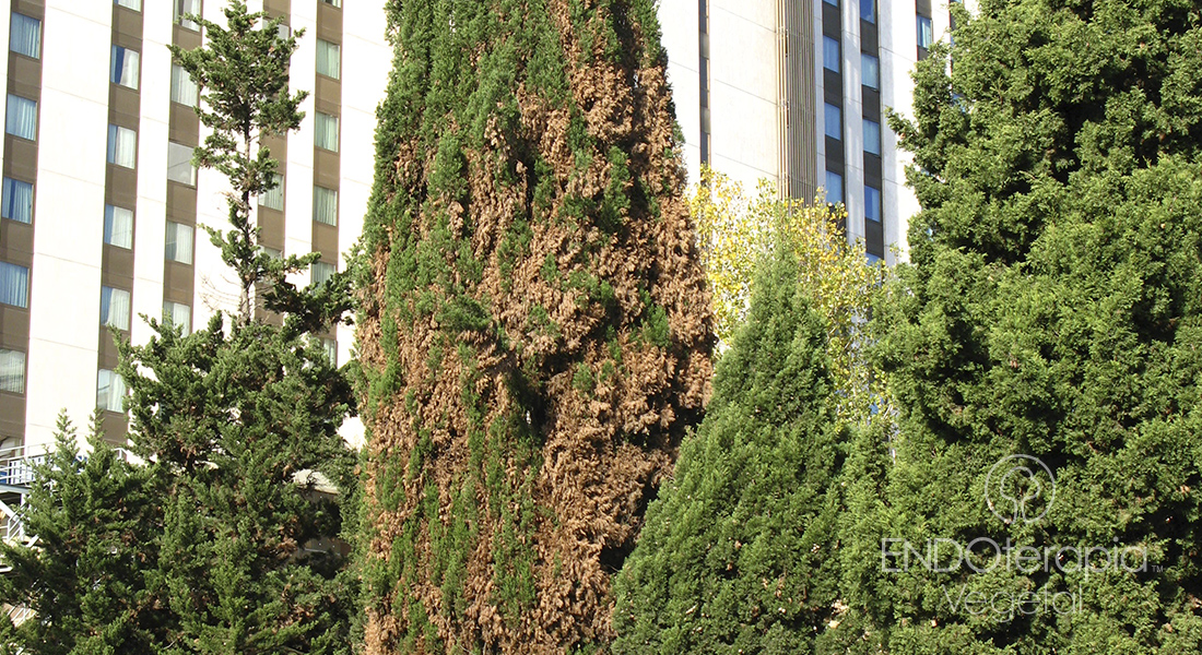 Fig. d - Exemplar de Cupressus sempervirens parcialment sec, símptoma d’atac de pugó.