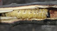 Fig. a – Zeuzera caterpillar inside a gallery excavated in the branch of a tree.