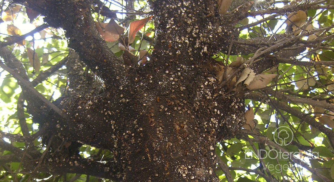 Fig. b – Afectación de Nidularia en tronco de Quercus ilex.