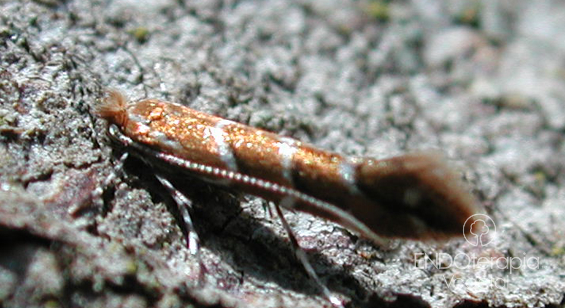 Fig. a - Adult moth.