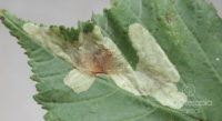 Fig. b - Mine caused by a Cameraria caterpillar.