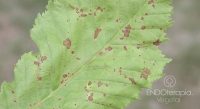 Fig. c – Damage caused by the leaf blotch (anthracnose) of horse chestnut (Guignardia aesculi).