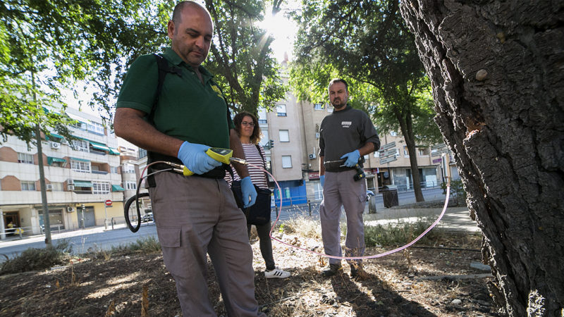 Endoterapia contra la procesionaria