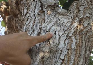 Las huellas del escarabajo avispa dejadas en la corteza de una morera en Quartell