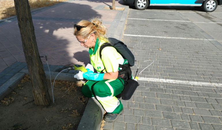 Parla utiliza el sistema de la endoterapia para combatir plagas en los árboles de la ciudad